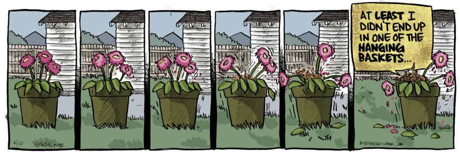 Bob the Squirrel by Frank Page on Tue, 10 Jun 2025