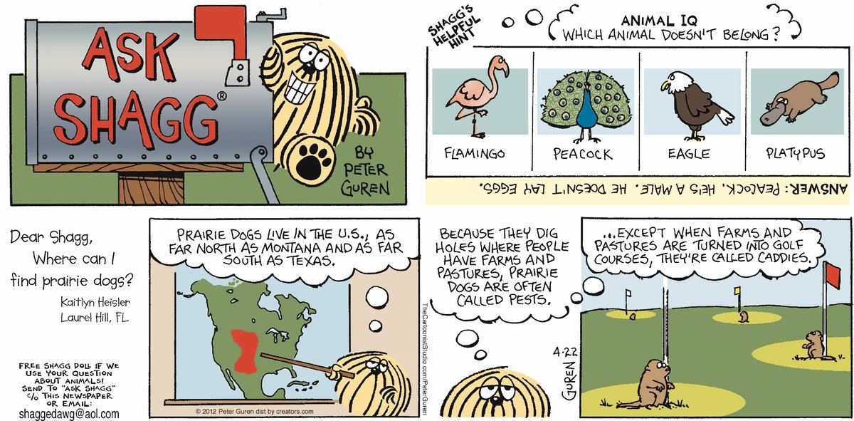 Ask Shagg by Peter Guren on Sun, 08 Jun 2025