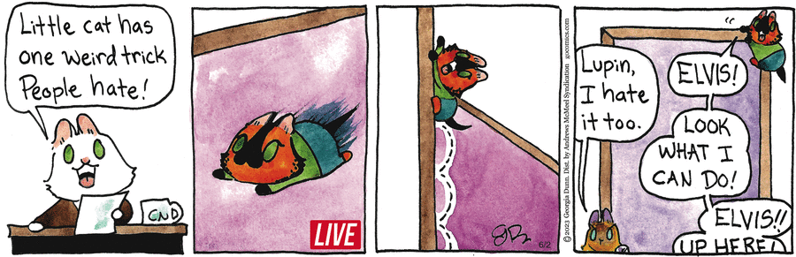 Breaking Cat News by Georgia Dunn on Mon, 02 Jun 2025
