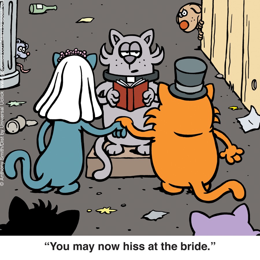 Learn to Speak Cat by Anthony Smith on Sun, 25 May 2025