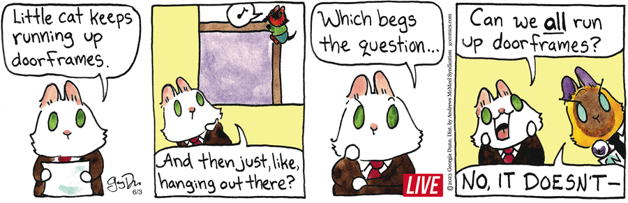 Breaking Cat News by Georgia Dunn on Tue, 03 Jun 2025