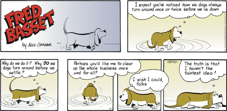 Fred Basset by Alex Graham on Sun, 01 Jun 2025