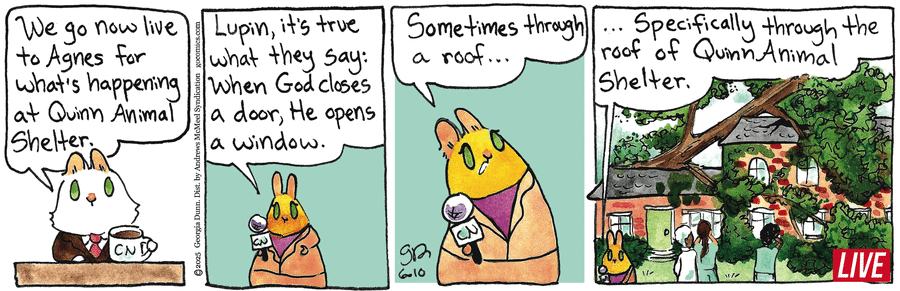 Breaking Cat News by Georgia Dunn on Tue, 10 Jun 2025